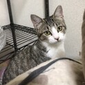 （停止中）女の子らしい美人猫　すみれちゃん