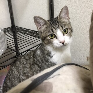 （停止中）女の子らしい美人猫　すみれちゃん