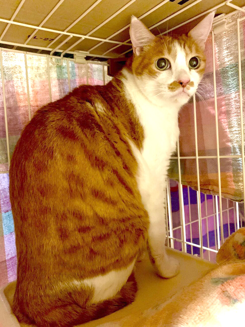 茶色いチョビ髭とホクロが」東京都 - 猫の里親募集(338069 