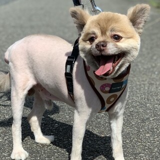 シニアだけど、甘えん坊ポメラニアンのウィリアム君