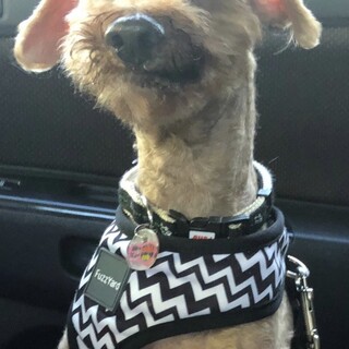 シニアだけど、まだまだ元気印！グランパ！