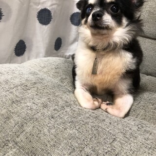 とてもおっとり甘えん坊なおんぷ♪ちゃん