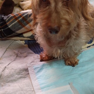 ワイヤーダックス を含む犬の里親募集情報 ペットのおうち 月間利用者150万人