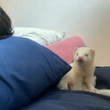 アルビノフェレット