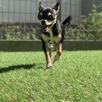 あんじゅ
