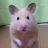 おはぎ☆彡さん