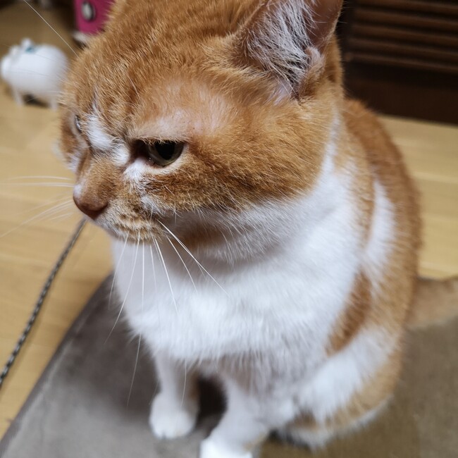 あゆたん44のカバー写真