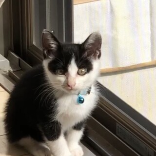 可愛いパンダちゃん【10/25 譲渡会】