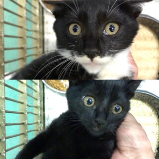 白黒マスク柄と黒毛の２子猫兄妹生後３〜４ヶ月