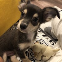 KAI