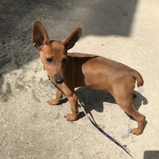 とても甘えん坊なチャッピー君