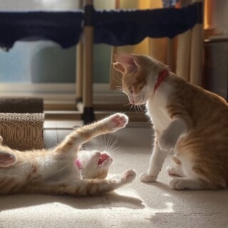 天空の美少女ペア　おうちが明るく☆彡茶トラ姉妹