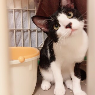 犬君も友達の小次郎トライアルです