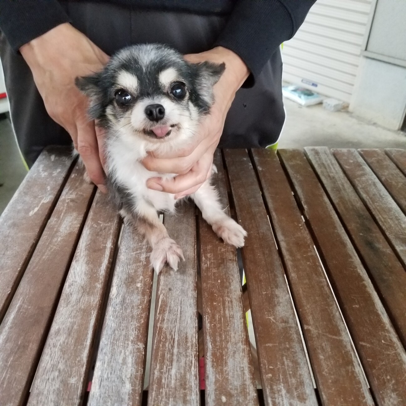 チワワ 女の子 A 305 兵庫県 犬の里親募集 ペットのおうち 月間利用者150万人