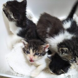 第100回　にゃん☆ぴーす猫譲渡会