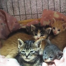 第100回　にゃん☆ぴーす猫譲渡会 サムネイル2