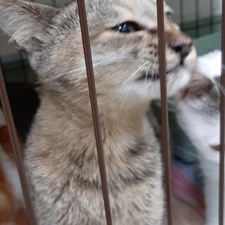 とっても人懐っこいサビ猫ちゃん！