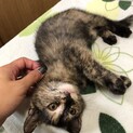 魅力的なサビ柄♪とっても賢いルナちゃん