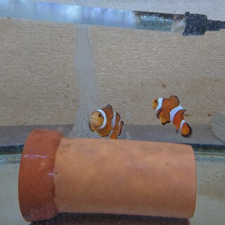 カクレクマノミのペア