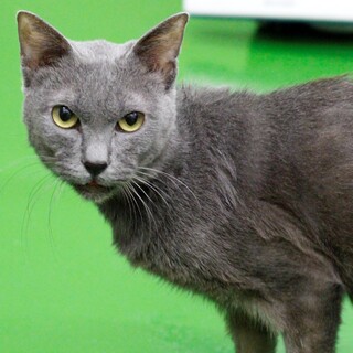 譲渡対象猫のご紹介0819-2