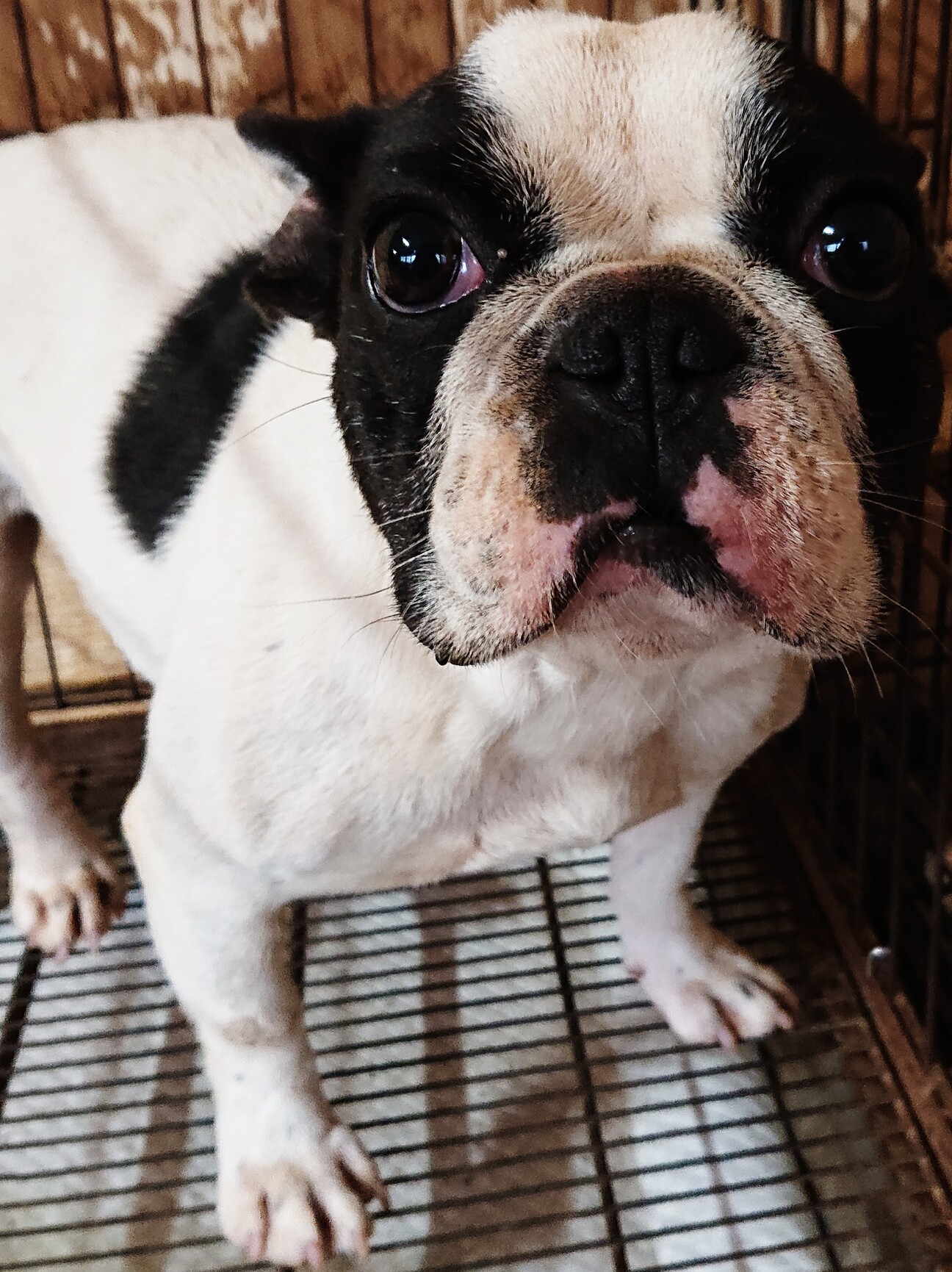 繁殖引退犬のフレンチブル 福島県 犬の里親募集 ペットのおうち 月間利用者150万人