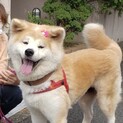 素敵女子「秋田犬-花奏-」再募集