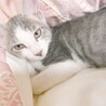 ぎんめる