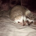 ハリネズミちゃん２匹をよろしくお願いします