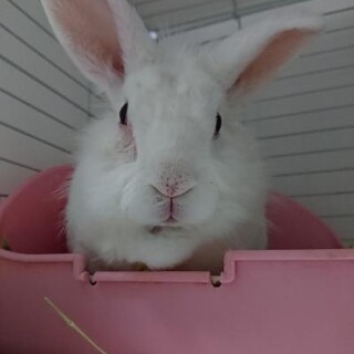 保護うさぎ きよまさくん