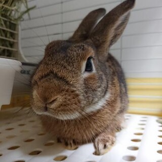 保護うさぎ(温泉うさぎ) ナノくん