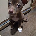 保健所救出犬！里親様緊急募集！！