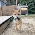 元気いっぱいの柴田くん2ヶ月