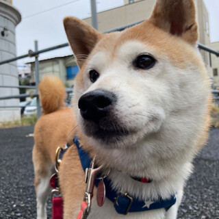 とても人懐こい女の子「みこし」