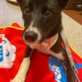 もみじちゃん☆4ヶ月の家族を探してます。