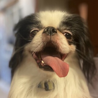 狆♂もさお　推定5-6歳