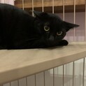 黒猫のでんすけくん