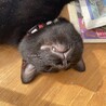 かわむらゆきな