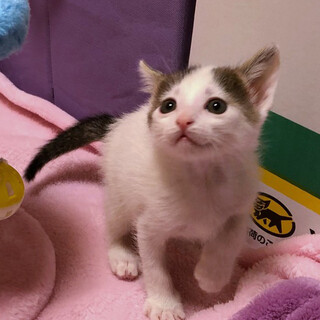 とっても甘々cuteな白黒男子☆まめ