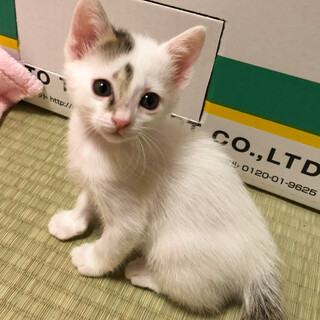 とっても甘々ゴロゴロな白黒男子☆ごま