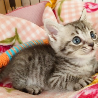 むっちり王子パラディ君