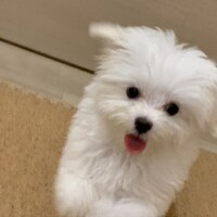 ぽの