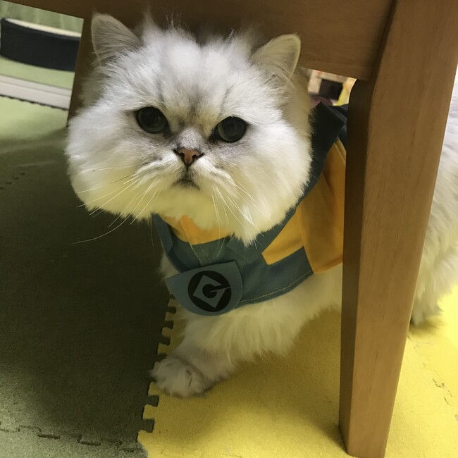 りーちゃん369のカバー写真