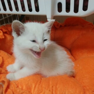 馴れ馴れの元気なお転婆さんシャムＭＩＸ