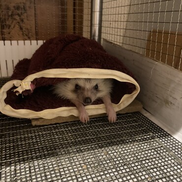 パパ・イトウはフリース寝袋が気に入ったようです