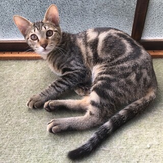 アメショーＭＩＸ★イケメン男子　うりくん