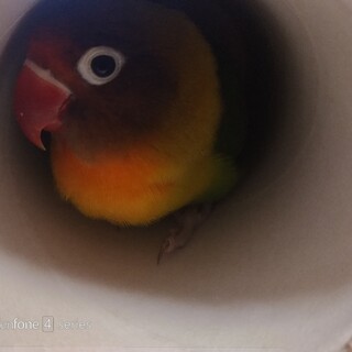 ボタンインコの里親さん募集