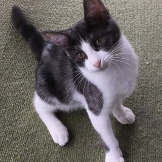 くったりぬいぐるみ風グレー白女の子　おくらちゃん