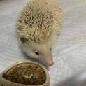 ハリネズミ♂の里親さん募集中