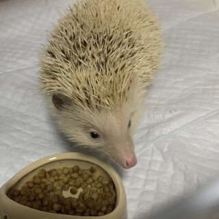 ハリネズミ♂の里親さん募集中