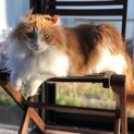 キンカロー　マンチカール　成猫